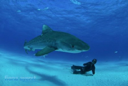 free divers and a tiger shark- what more could an UW phot... by Fiona Ayerst 